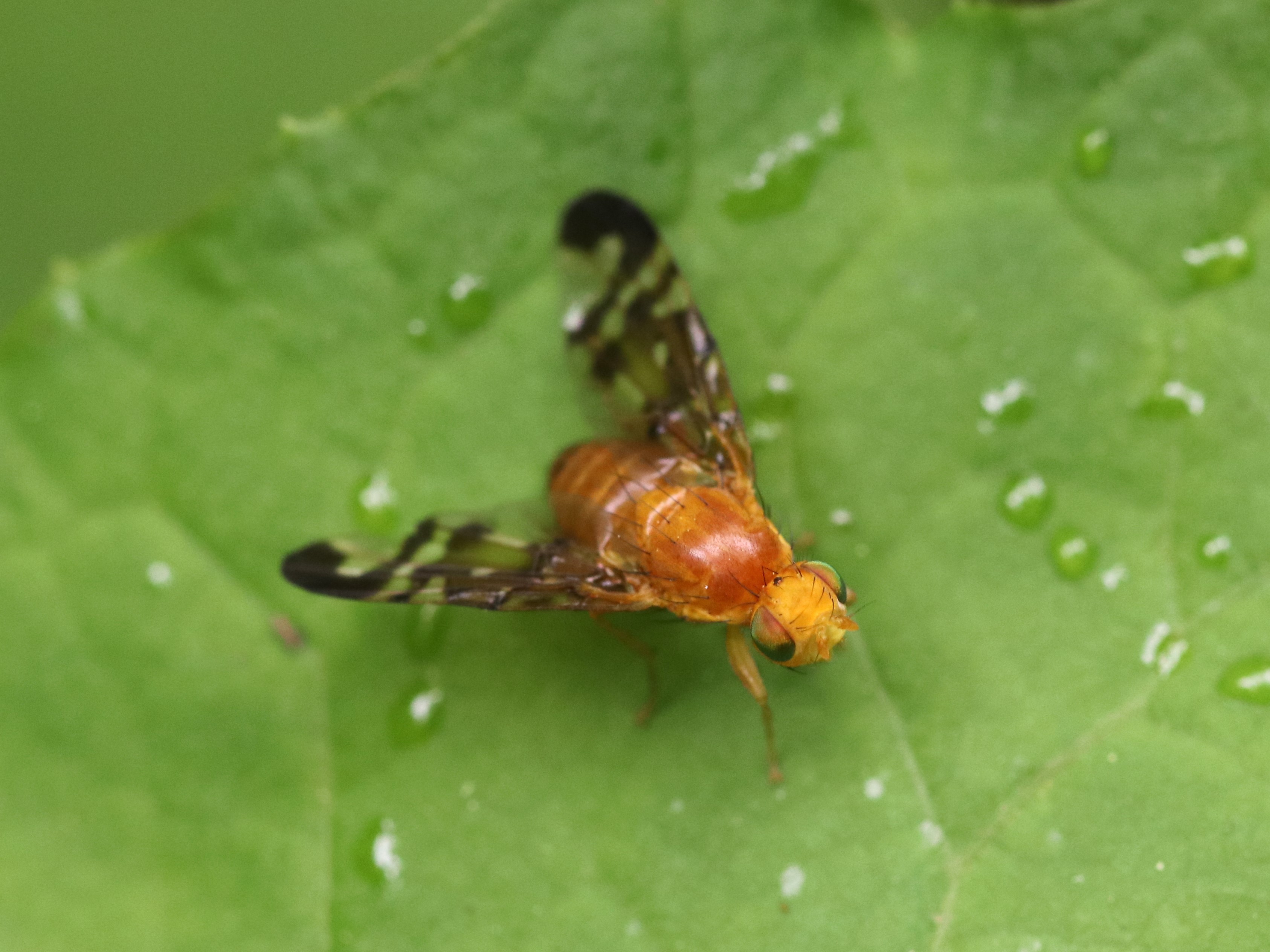 Acidiella yasumatsui